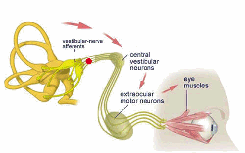 The vestibular system and vision